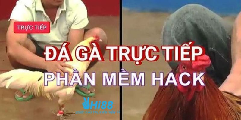 Phần mềm hack đá gà trực tuyến: Công cụ hỗ trợ hay rủi ro?